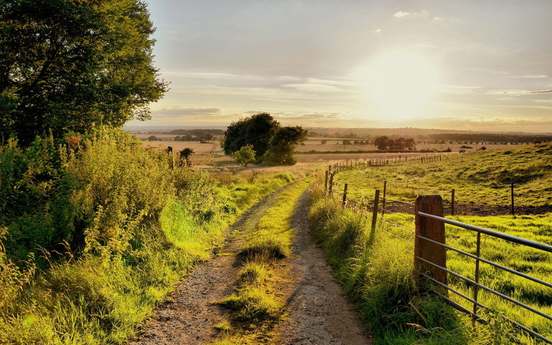 grass, the way forward, plant, outdoors, scenics - nature, environment, landscape, tree, unbelievably beautiful pictures nature 1920x1200, nature, no people