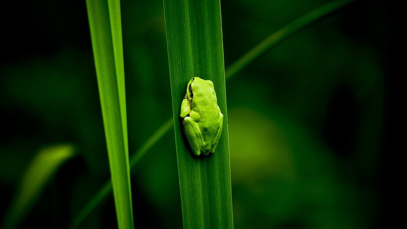 reptile, animal wildlife, green color, blade of grass, animal, vertebrate, lizard, growth, leaf, bird, 1080P, cage, nature, amphibian, day, animal themes