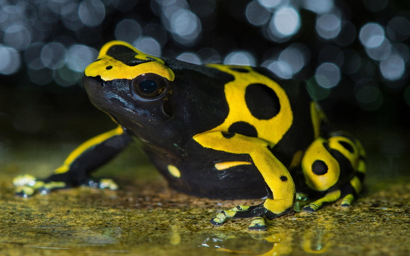 animals, banded, poison, yellow-banded poison dart frog, black, 1080P, frog, 1920x1200, dart, yellow