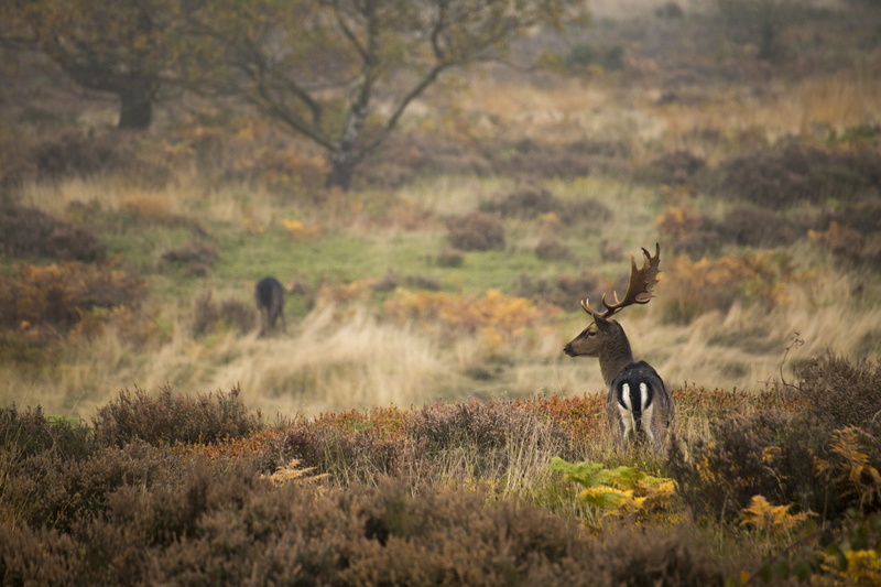 cannock chase forest, antler, animal, nature, outdoor, autumn, stag, grass, landscape, plant, one animal, wild, day, deer, wheat, field, wildlife, herbivorous