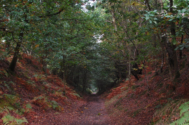 tranquil scene, transportation, day, 4K, footpath, plant, cannock, autumn, tree, no people, outdoors, direction, road, the way forward, tunnel, tranquility