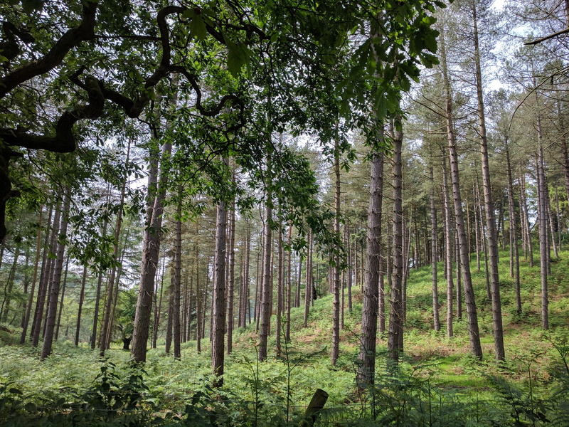 low angle view, no people, outdoors, tree, pine tree, tranquil scene, bamboo - plant, cannock chase, green color, wood, nature, coniferous tree, growth