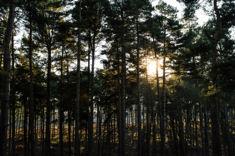 glow, land, scenics - nature, tranquil scene, warm, morning sun, flare, non-urban scene, conifer, abies, day, morning glow, woodland, growth, tranquility