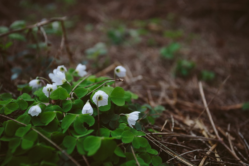 growth, woodland, field, cannock chase forest, spring, flowering plant, green, fragility, one animal, soft, selective focus, united kingdom, land, flora