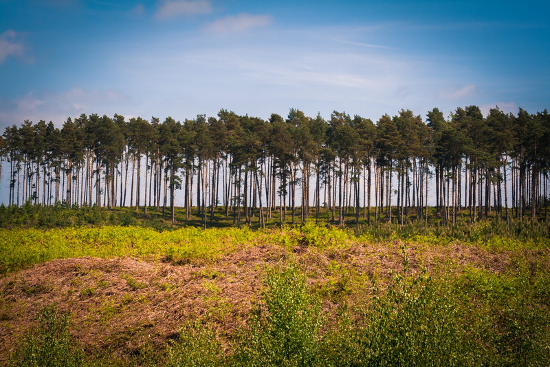 beauty in nature, growth, england, cannock chase, day, green color, 4K, field, tranquil scene, no people, land, grass, outdoors, tranquility, staffordshire