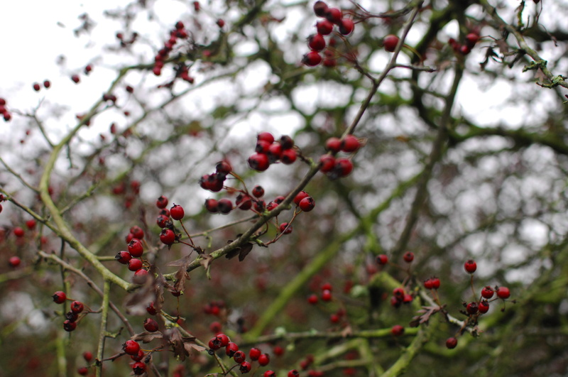 day, wellbeing, cherry tree, united kingdom, cannock, food, fruit, cannock chase, plant, selective focus, rowanberry, freshness, tree, food and drink, beauty in nature