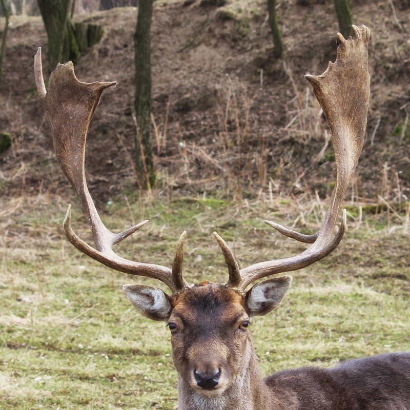 no people, animal wildlife, domestic animals, nature, herd, herbivorous, mammal, Fallow Deer, animal portrait, animals In The Wild, male Animal, day, Deer
