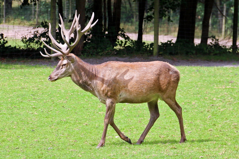 nature, reindeer, animals in the wild, deer, animal themes, tree, mammal, zoo, plant, outdoors, daytime, antler, 1080P, no people, land, animal, forest