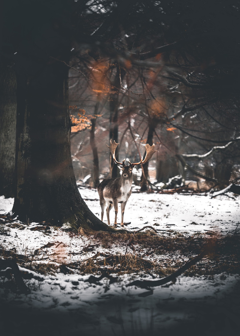 cold temperature, animal themes, deer, field, fallow deer, mammal, explore, 5K, tree, wildlife, moody, day, animal, brown, wild, one animal, winter, no people