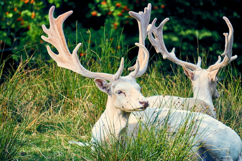 nature, hirsch, animal head, animal wildlife, relaxation, sababurg castle, outdoors, reindeer, herbivorous, vertebrate, animal world, field, fallow deer