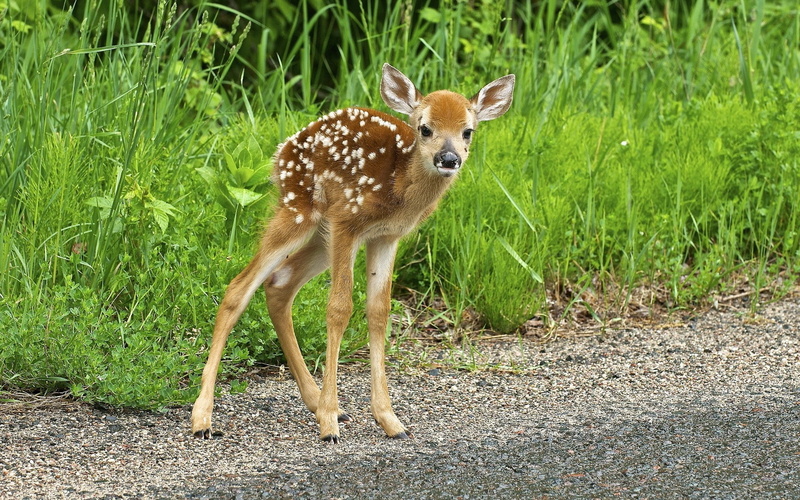 field, 1080P, animal themes, wildlife, standing, grass, animals In The Wild, looking, doe, outdoors, white, brown, fallow Deer, wilderness Area, africa