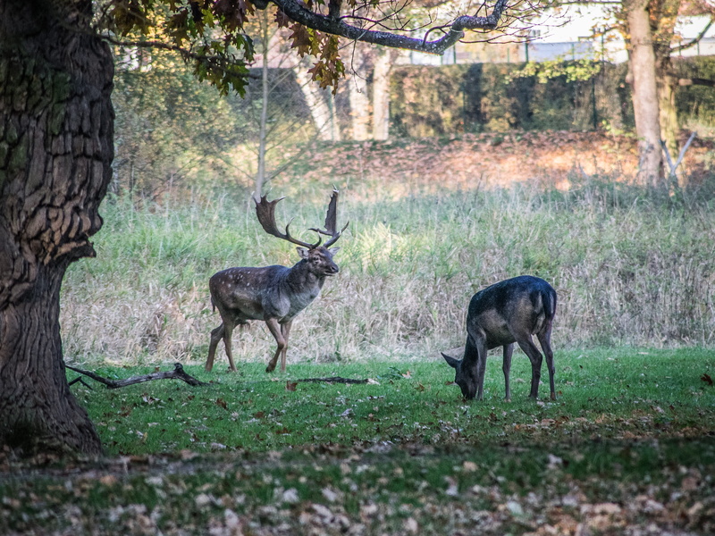 herbivorous, group of animals, antler, woodland, animals in the wild, 2K, wild, fallow deer, forest, mammal, antlers, outdoors, vertebrate, plant, tree