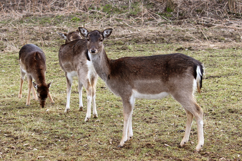 animals in the wild, day, animal, animal themes, nature, Fallow Deer, 5K, two animals, meadow, no people, Forest, fawn, herbivorous, winter time, animal wildlife
