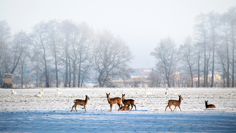 group of animals, domestic animals, fallow deer, livestock, domestic, land, winter, prettin, animal wildlife, frost, wintry, outdoors, vertebrate, cold - Temperature