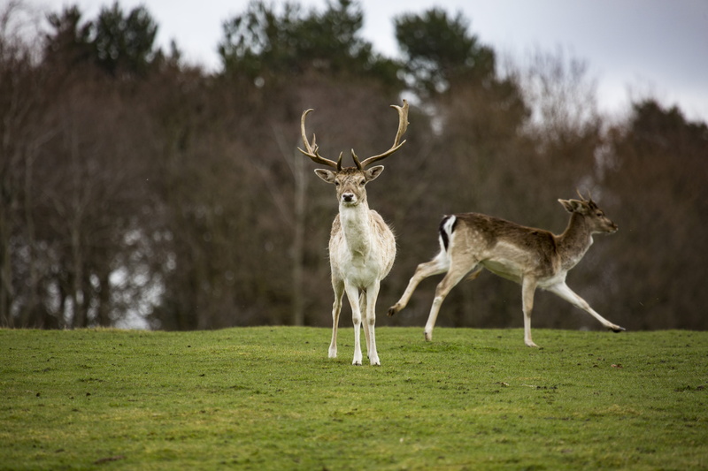 comedy wildlife photography, herbivorous, group of animals, animals in the wild, 5K, animal wildlife, animal themes, green, outdoors, standing, deer, field