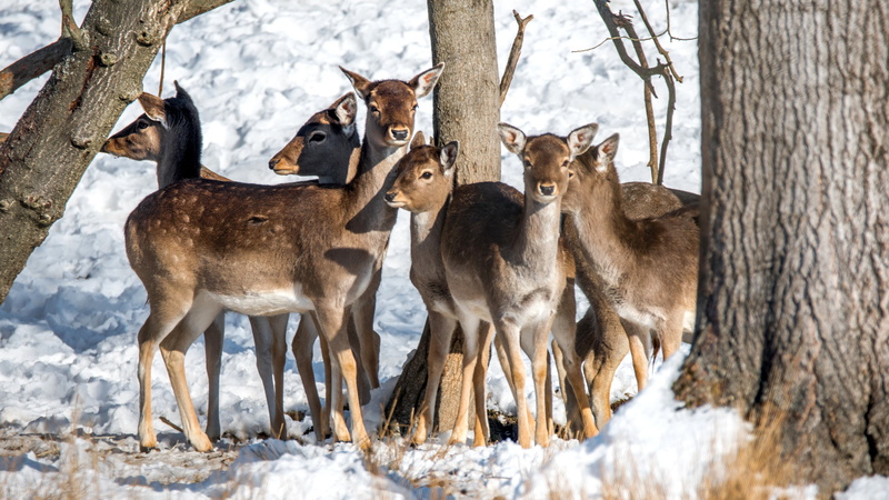 trunk, land, snowy, day, deer, outdoors, herd, animal themes, young, forest, dama dama, deers, trees, female, animal wildlife, wolf, 5K, winter, herbivorous