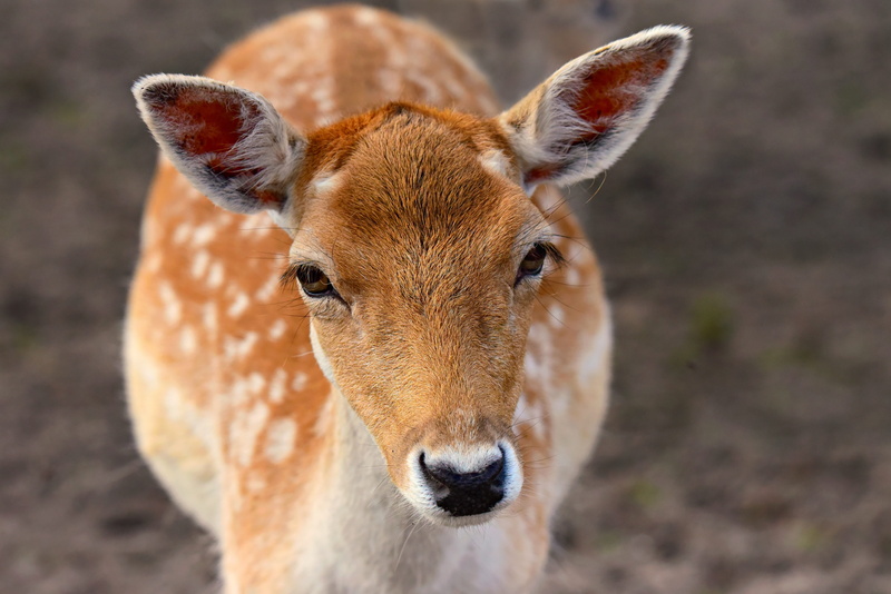 animal body part, animals in the wild, fallow deer, animal, herbivorous, animal wildlife, doe, outdoors, focus on foreground, mammal, 4K, ruminant, nose