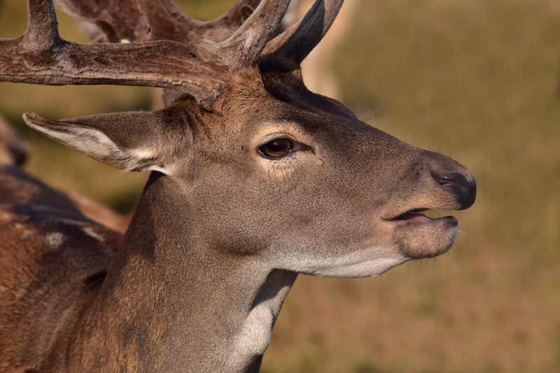 males, antler, deer, close-up, animal head, outdoors, summer, animal, side view, vertebrate, snout, no people, red deer, animal themes, animal body part