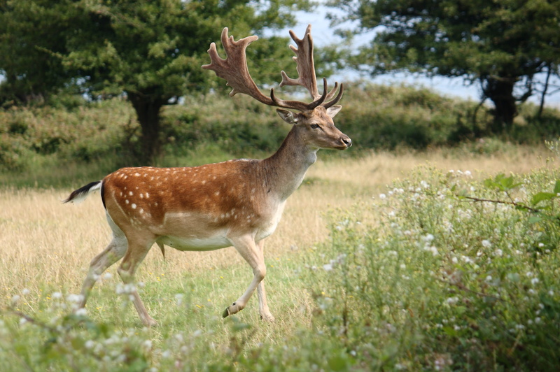 antler, animals in the wild, field, 2K, mammal, vertebrate, plant, side view, animal themes, Romsø, Fallow Deer, land, expensive, grass, no people, animal wildlife