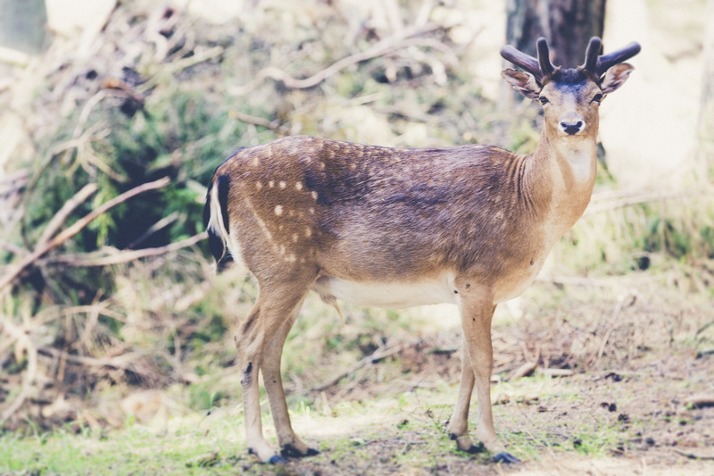 animals in the wild, domestic animals, arid climate, animal themes, neuhaus, animal, red deer, fawn, herbivorous, no people, brown, nature trail, nature