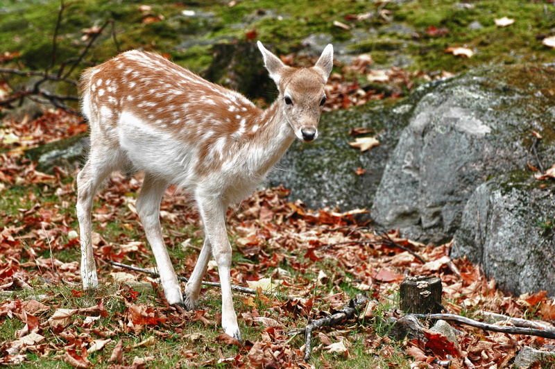 fawn, animal wildlife, deer, forest, plant, one animal, animals in the wild, white, grass, walking, near, rocks, full length, doe, side view, day, land