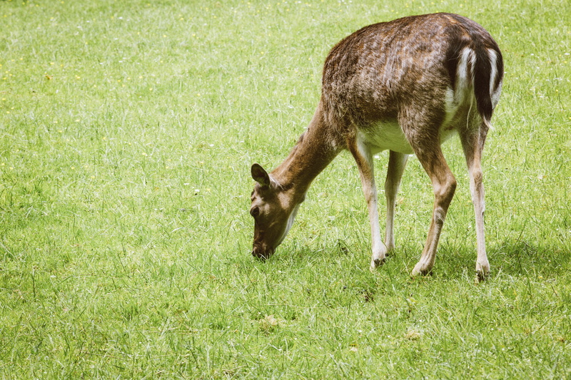 green color, outdoors, deer park, plant, pegnitz, livestock, land, nature park, animals, vertebrate, animal wildlife, geo top, nature, animal themes, franconian switzerland