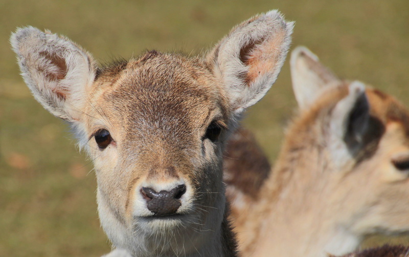 animal body part, portrait, one animal, damtier, pasture, vertebrate, Wild Animal, animal wildlife, animal themes, day, mammal, fallow deer, animals And Pets