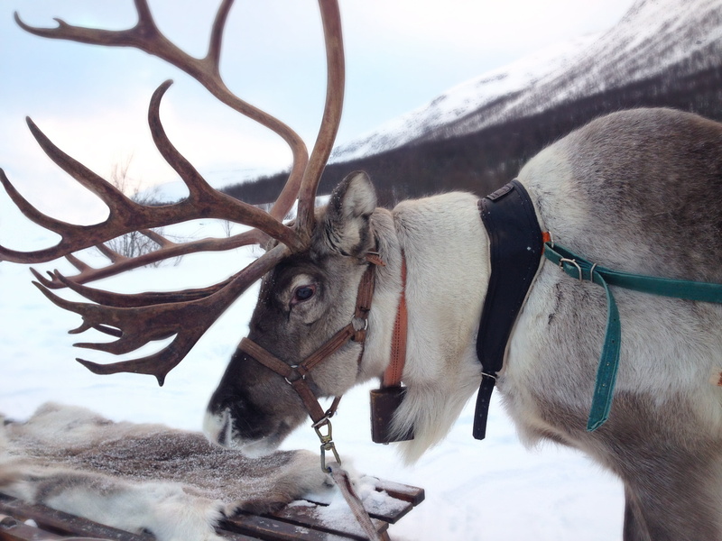 cold temperature, deer, horns, fallow deer, moose, animal wildlife, mammal, animals in the wild, one animal, antler carrier, snowcapped mountain, no people