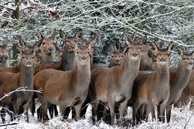 forest, scenic, scenery, snow, wild animals, 5K, wild, llama, vertebrate, countryside, landscape, mammal, domestic animals, european, large group of animals