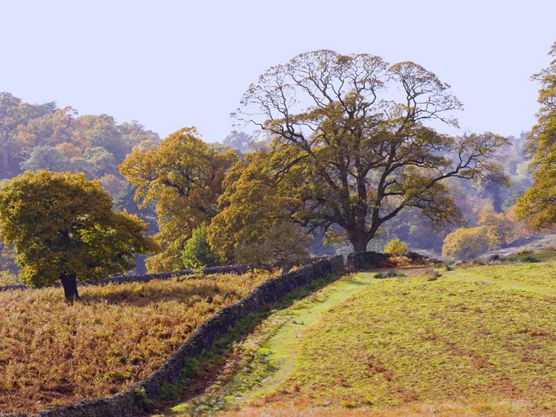 hd, Trees, art, bradgate, 480P, nature, autumn, Fields, grass, countryside