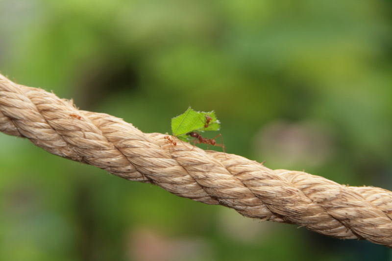 close-up, Great Britain, Tourist, Photograph, ant, rope, Lincolnshire, British Isles, UK, Photographer, DSLR, Photography, England, Butterfly, GB, carrying