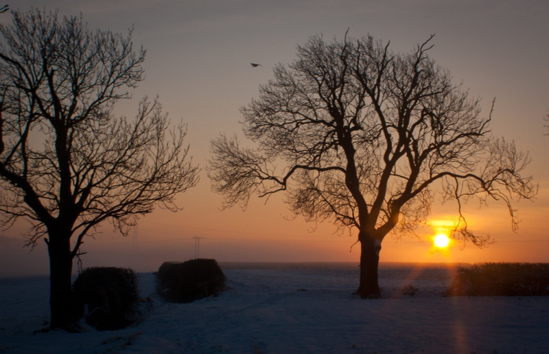 sunset, nature, two, sky, outdoors, winter, Canon, 2K, landscape, bare, tree, bare trees, Market Harborough, Leicestershire, silhouette, scenics, dusk