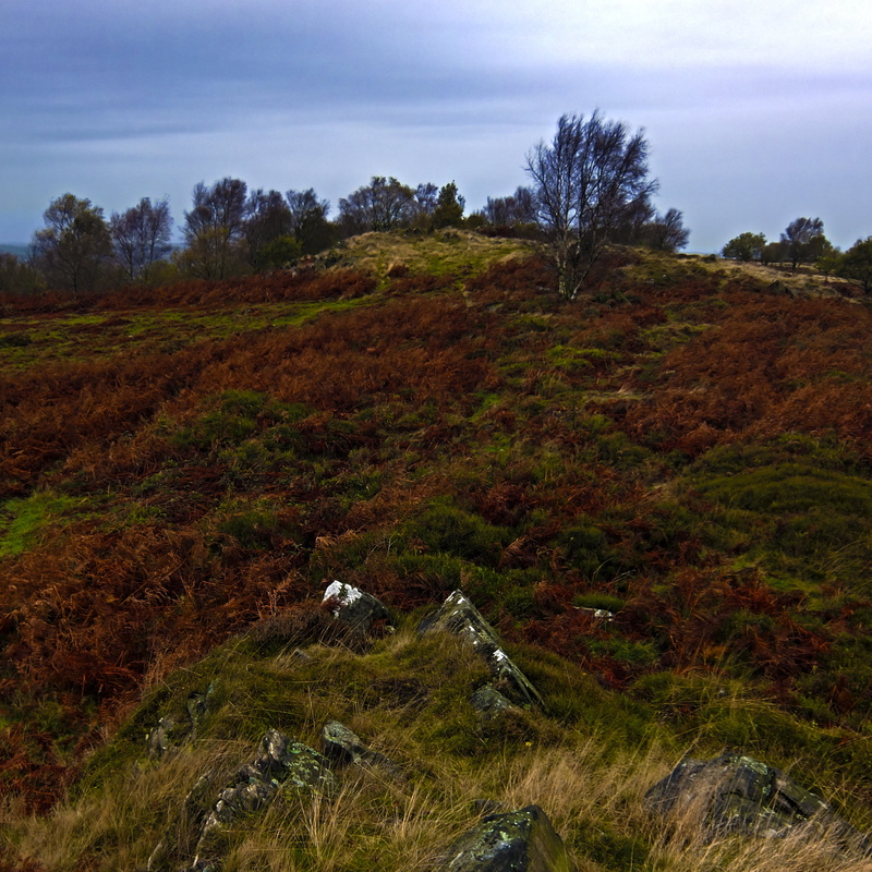 sky, leicestershire, beauty in nature, landscape, field, nature, tree, tranquility, autumn, moor, non-urban scene, outdoors, plants, land, growth, tranquil scene