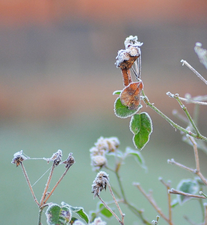 winter, bokeh, garden, leaf, Leicestershire, tilt shift lens, tilt, 2K, Frost, shift, nature, plant, close-up, lens, flower, brown