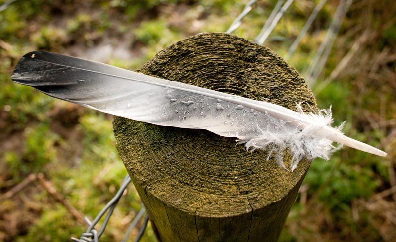 little, white, bird, log, nature, white feather, gray, Canon, beautiful, 2K, drops, feather, brown, lumber, Leicestershire