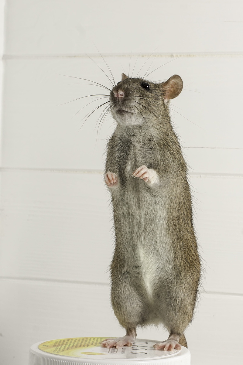 domestic, paw, mouse, cute, animals, animal themes, vertebrate, mammal, mammals, feline, whisker, 2K, pets, rat, little, animal, grey, animal wildlife