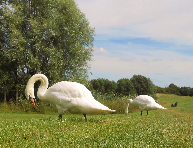 nature, wildlife, two, Mute swan, sky, animal, swans, white, Leicestershire, Melton, white swans, blue, bird, lawn, Country Park, swan, 2K, blue sky, out