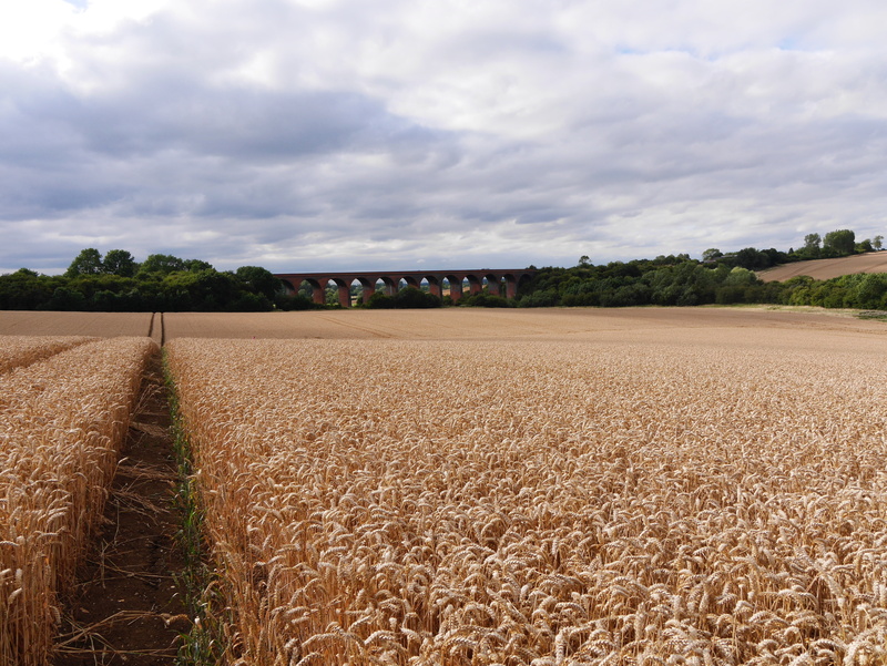 rural scene, field, landscape, day, no people, english late summer, crop, tranquility, environment, outdoors, path leading to railway viaduct, growth, tree
