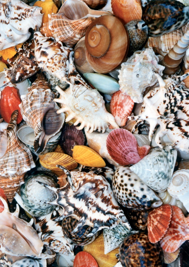 mess, full frame, crockery, fish, chaos, large group of objects, variation, photo, assorted, Shell, seashell, water, oyster, collection, closeup, creature