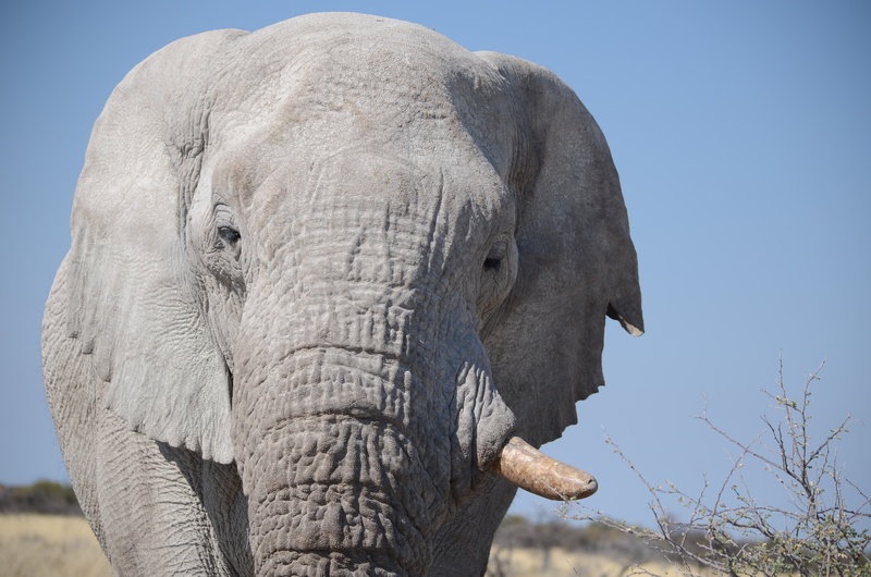 nature, animal trunk, 4K, one animal, sun, wild animal, tusk, threatened, grey, live, etosha, africa, dream, no people, mammal, clear sky, animal wildlife