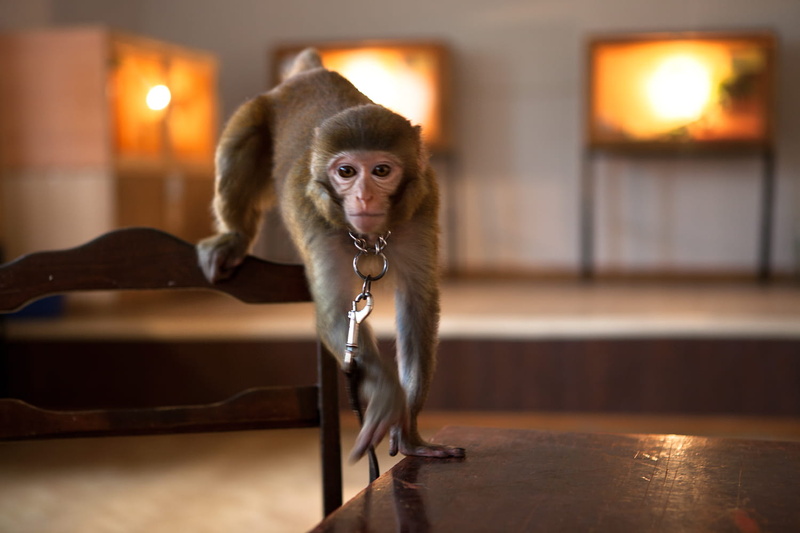 one animal, looking, indoors, flooring, dog, portrait, creature, no people, domestic room, focus on foreground, one, table, small, young, live, furniture
