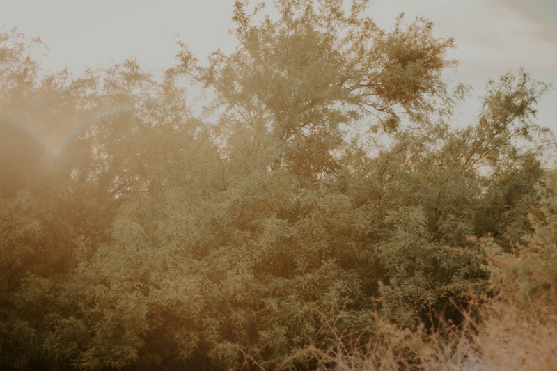 flare, branch, foliage, backgrounds, life, tranquil scene, creature, photo, scenics - nature, las vegas, non-urban scene, lake, outside, 5K, day, wash