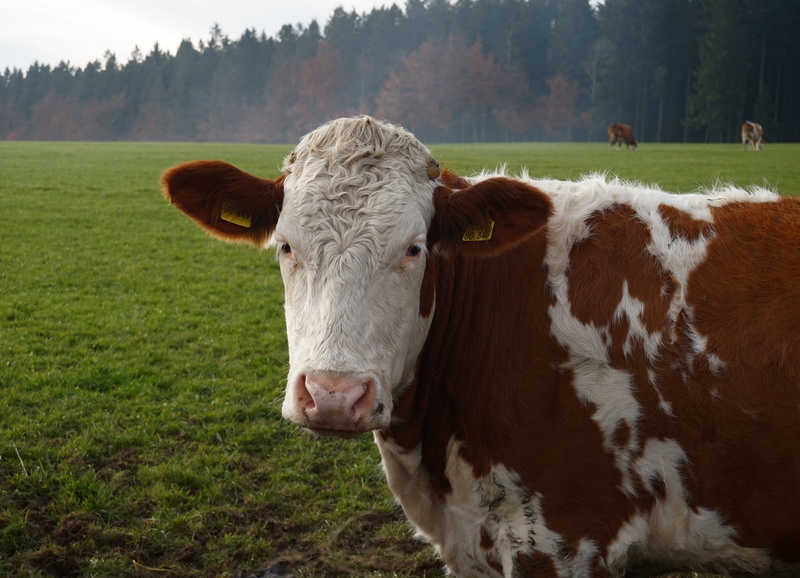 fir, domestic animals, face, green, domestic cattle, pets, mammal, herbivorous, plant, animal head, animal themes, nature, land, autumn, Pasture, one animal