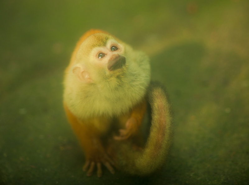 primate, no people, canon, focus on foreground, animals in the wild, animal themes, one animal, Greenish, close-up, looking, domestic, Monkey, 2K, Park