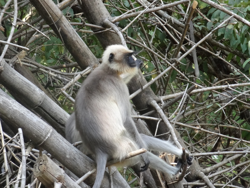 day, nature, living, Monkey, Zoo, mammal, biology, madagascar, ecosystem, Wildlife, animal wildlife, full length, outdoor, fur, conservation, dandeli, natural