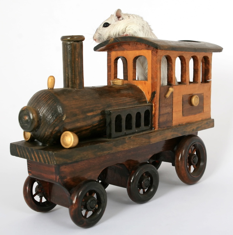 closeup, drive, representation, riding, smell, brown, studio shot, funny, orange, pink, transportation, rodent, mouse, indoors, isolated, no people, eyes