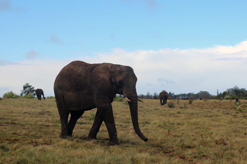 grass, vertebrate, proboscidea, blue, Animal, Africa, environment, wild animal, tusk, Pachyderm, Elephant, national park, animal themes, 4K, african bush elephant