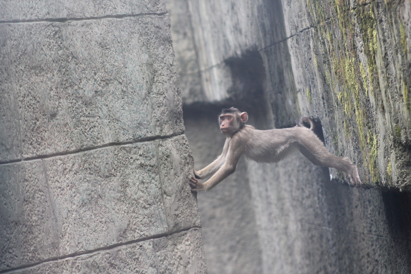 recording, live, monkey, sweet, zoo, ape, animal world, courage, nature, vertebrate, 4K, outdoors, focus on foreground, animal wildlife, color, primate