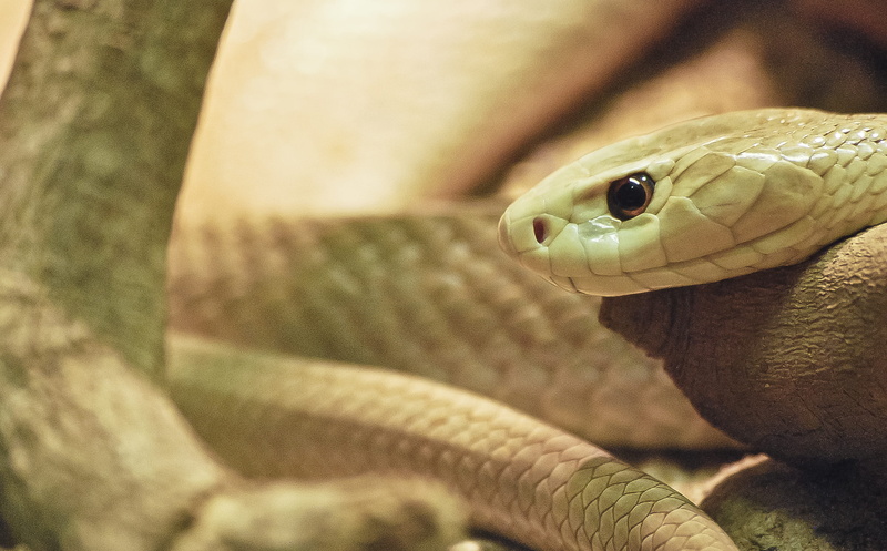 wild, Wildlife, animal head, carnivore, Snake, cobra, animal wildlife, selective focus, poisonous, one Animal, animals And Pets, Nature, animal Scale, dangerous