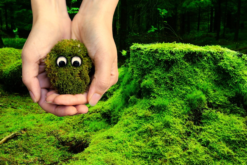 1080P, holding, environment, ecology, creature, real people, human foot, alive, lifestyles, moss, cute, growth, human body part, green color, unrecognizable person